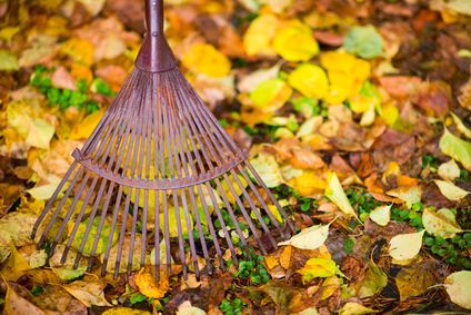 Spring and Fall Cleanup Services in San Jose and Silicon Valley